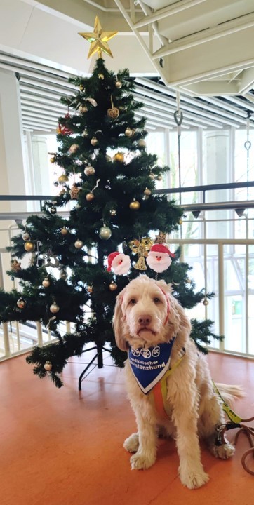 Hund vor einem Weihnachtsbaum